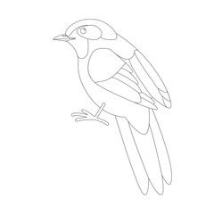 bird   red-tailed haughing thrush,vector illustration, lining draw