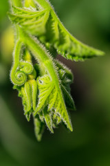 Garden ornaments