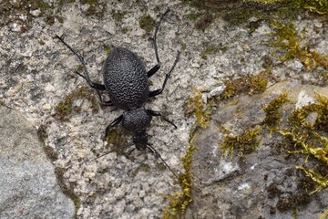 Carabus gigas is a species of beetles belonging to the Carabidae family, Greece