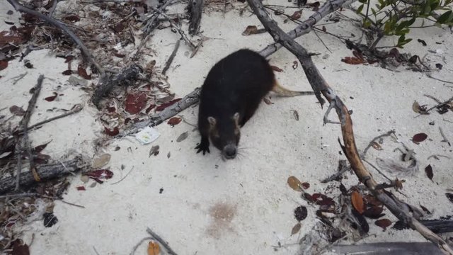 Big rat Desmarest's hutia (Capromys pilorides) Cuban Landscape In Cayo Largo, Cuba. Cuban hutia on the beach