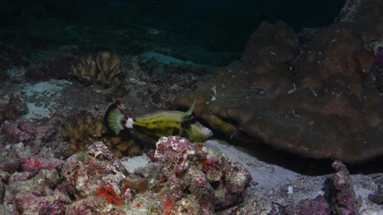 Orangespotted Filefish, Cantherhines pullus closeup in Andaman sea 
