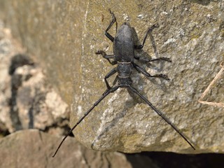 The saproxylic longhorn beetle Morimus asper funereus, Greece