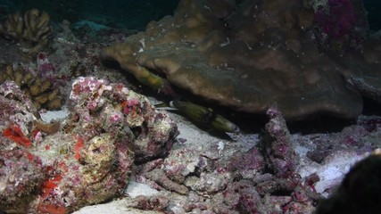 Orangespotted Filefish, Cantherhines pullus closeup in Andaman sea 