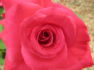 Closeup of a pink rose