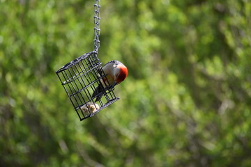 Illinois red headed wood pecker
