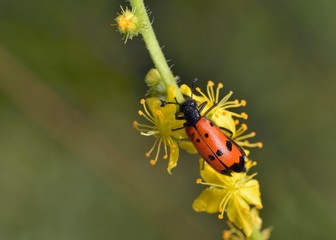 The beetle Mylabris quadripunctata, Greece