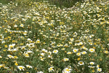 Spring daisies in blooming field