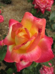 Closeup of a yellow and pink rose