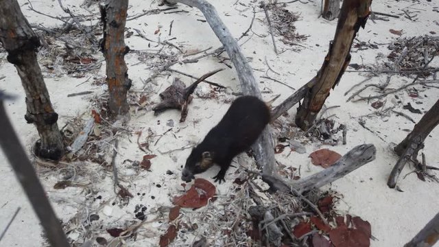 Big rat Desmarest's hutia (Capromys pilorides) Cuban Landscape In Cayo Largo, Cuba. Cuban hutia on the beach
