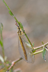 Myrmeleon is an ant-lion genus in the subfamily Myrmeleontinae, Greece