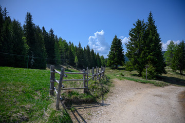 alpine meadow with forrest at trail and wooden fence