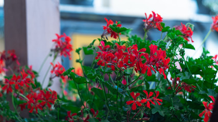 Fototapeta na wymiar Large Bush of red flowers bush in bloom