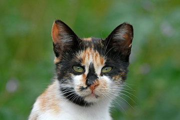 Hauskatze (Felis silvestris catus) - cat