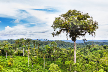 Tropical rainforest in Ecuador.