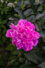 Luxurious bud of pink peony in the midst of green leaves.