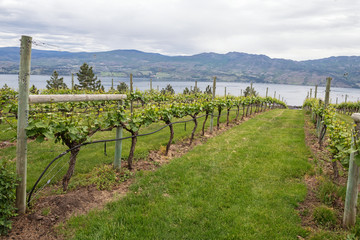 Vineyard Grapes