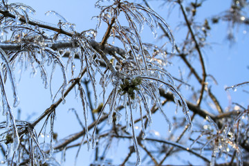 An unusual ice storm hits Kansas during the spring, covering emerging plant life with a sheet of ice.