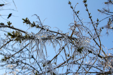 An unusual ice storm hits Kansas during the spring, covering emerging plant life with a sheet of ice.