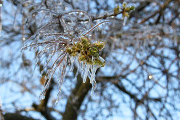 An unusual ice storm hits Kansas during the spring, covering emerging plant life with a sheet of ice.