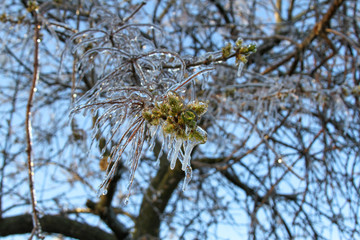 An unusual ice storm hits Kansas during the spring, covering emerging plant life with a sheet of ice.