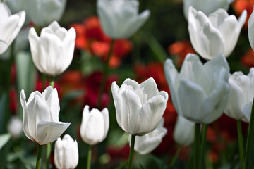 Exquisite white, red  andorange tulips in backlit garden on a black background