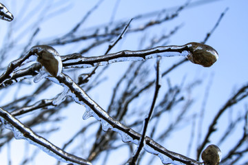 An unusual ice storm hits Kansas during the spring, covering emerging plant life with a sheet of ice.