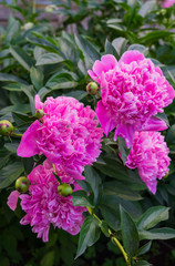 Luxurious flowers of pink peony in the midst of green leaves.
