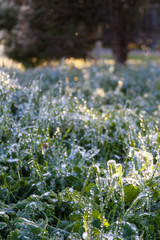 An unusual ice storm hits Kansas during the spring, covering emerging plant life with a sheet of ice.