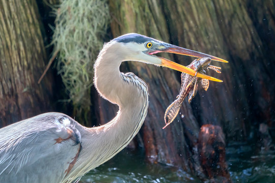 Great Blue Heron with armored catfish (plecostomus)