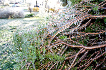 An unusual ice storm hits Kansas during the spring, covering emerging plant life with a sheet of ice.