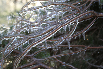 An unusual ice storm hits Kansas during the spring, covering emerging plant life with a sheet of ice.
