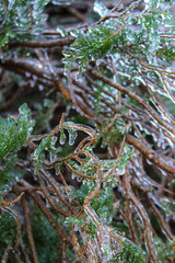 An unusual ice storm hits Kansas during the spring, covering emerging plant life with a sheet of ice.