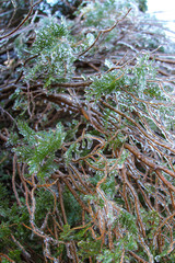 Fototapeta premium An unusual ice storm hits Kansas during the spring, covering emerging plant life with a sheet of ice.