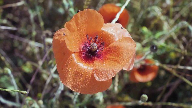 Jolie fleur de coquelicot en gros plan avec des petits insectes