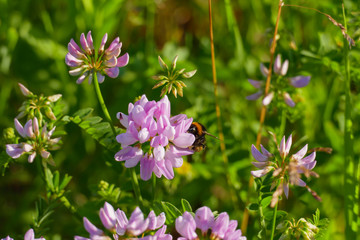 Bunte Kronwicke securigera varia mit einer Hummel beim Nektar sammeln