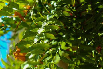 leaf on the wind