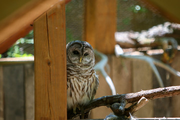barn owl