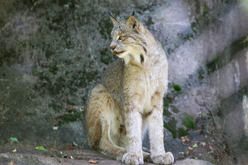 lynx