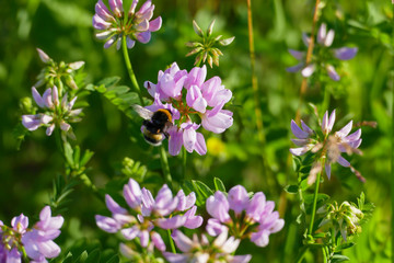 Bunte Kronwicke securigera varia mit einer Hummel beim Nektar sammeln