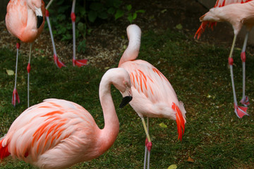 pink flamingo