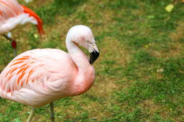 pink flamingo