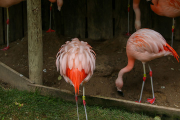 pink flamingo