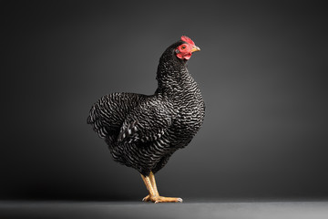 Chicken in studio - Powered by Adobe