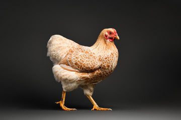 Chicken in studio