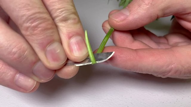 Close up of Caucasian Hands cutting a Cannabis Marijuana Clone