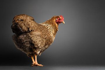 Chicken in studio