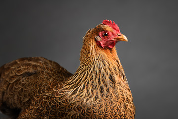 Chicken in studio