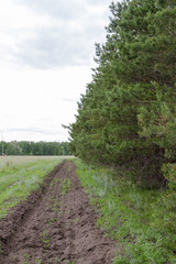 Obraz premium pine forest in Russia