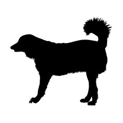 Akbash Dog Silhouette Isolated On White