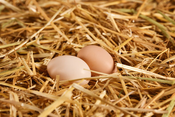 Chicken eggs in studio 